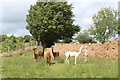 Group of alpacas