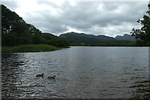 NY3304 : Ducks on Elterwater by DS Pugh