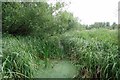 Vole Habitat in Thorley Wash