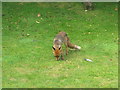 NT2470 : Vegetarian Fox by M J Richardson