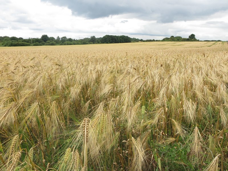 Field of barley near Middle Farm,... © Geoff Holland :: Geograph ...