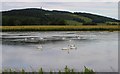 NO3113 : Swans on flooded field by Bill Kasman