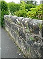 Plants growing in a wall