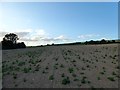 Dankton Barn Field