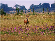 SU0791 : Roe deer buck, Blakehill Airfield nature reserve, Leigh, Wiltshire by Brian Robert Marshall