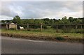 Horse in a paddock, Burcombe