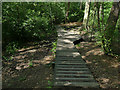 Boardwalk in Scotland Wood