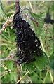 NJ3652 : Small Tortoiseshell (Aglais urticae) Caterpillars by Anne Burgess