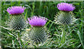 Spear Thistle (Cirsium vulgare)