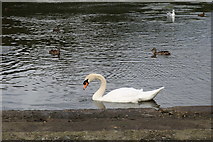 NS2209 : Swan at the Swan Pond, Culzean Country Park by Billy McCrorie