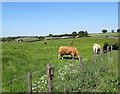 NZ1152 : Grazing cattle at Berry Edge Farm by Robert Graham