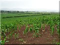 SO8335 : A growing maize crop by Philip Halling