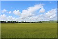 Barley by Beech Bank