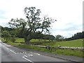 Gnarled oak tree beside the B6342