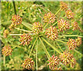 SX9063 : Hemlock water dropwort seeds, Cockington by Derek Harper