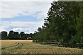 Bradfield St. Clare: Cereal crop