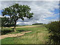 Ash tree and farm track