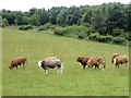 Bullocks in field near Scots Gap