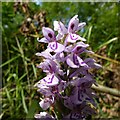 SK6551 : Heath spotted orchid (Dacylorhiza maculata) by Alan Murray-Rust