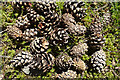 Scots Pine Cones