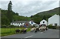 NY2413 : Herded sheep in Seatoller by DS Pugh