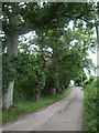 A road lined with oaks