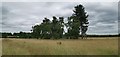 Copse near Babworth House