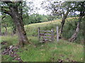 Llwybr ger Coed Gors-y-garanod / Path near Gors-y-garanod Wood