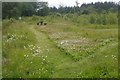 Picnic tables, Blairadam Forest