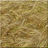 NT5666 : Ripening barley at Newlands by M J Richardson