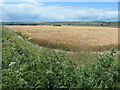 Barley field, Tuft Hill Farm