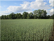 TL0468 : Wheat field at Upper Dean by Jonathan Thacker