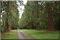 Avenue on the driveway of Yeldall Manor