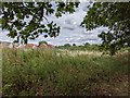 Field and houses viewed from Darent Valley Path