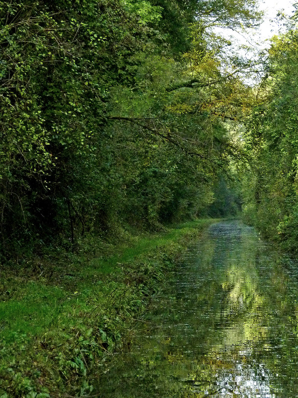 Canal in Woodseaves Cutting, Shropshire © Roger D Kidd :: Geograph ...