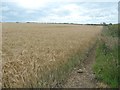 TA1873 : Barley field, near Hoddy Cows by Christine Johnstone