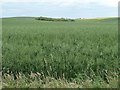 TA1874 : Clifftop oat field, north of Buckton by Christine Johnstone