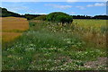 Field boundary north of Danebury Hill