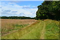 Field edge path north from Down Farm