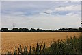 Crop field by Cold Harbour Lane