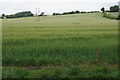 Wheat field near Barton Park