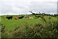 Cattle, Gortfinbar