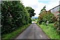 Tall hedges along Bernisk Road