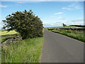 Whitley Road and hawthorn tree, Dunford