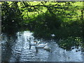 Waddling around the Wylye