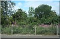 Lineside woods at Bridge of Allan Station