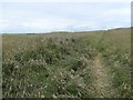 TA1674 : Headland Way crossing a linear earthwork on Speeton Moor by Christine Johnstone