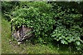 Southolt: Ivy covered tree stump