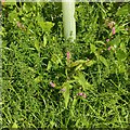 Redleg (aka Persicaria) (Persicaria maculata)