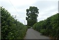 Tree in Bell Lane south of Trenchford reservoir